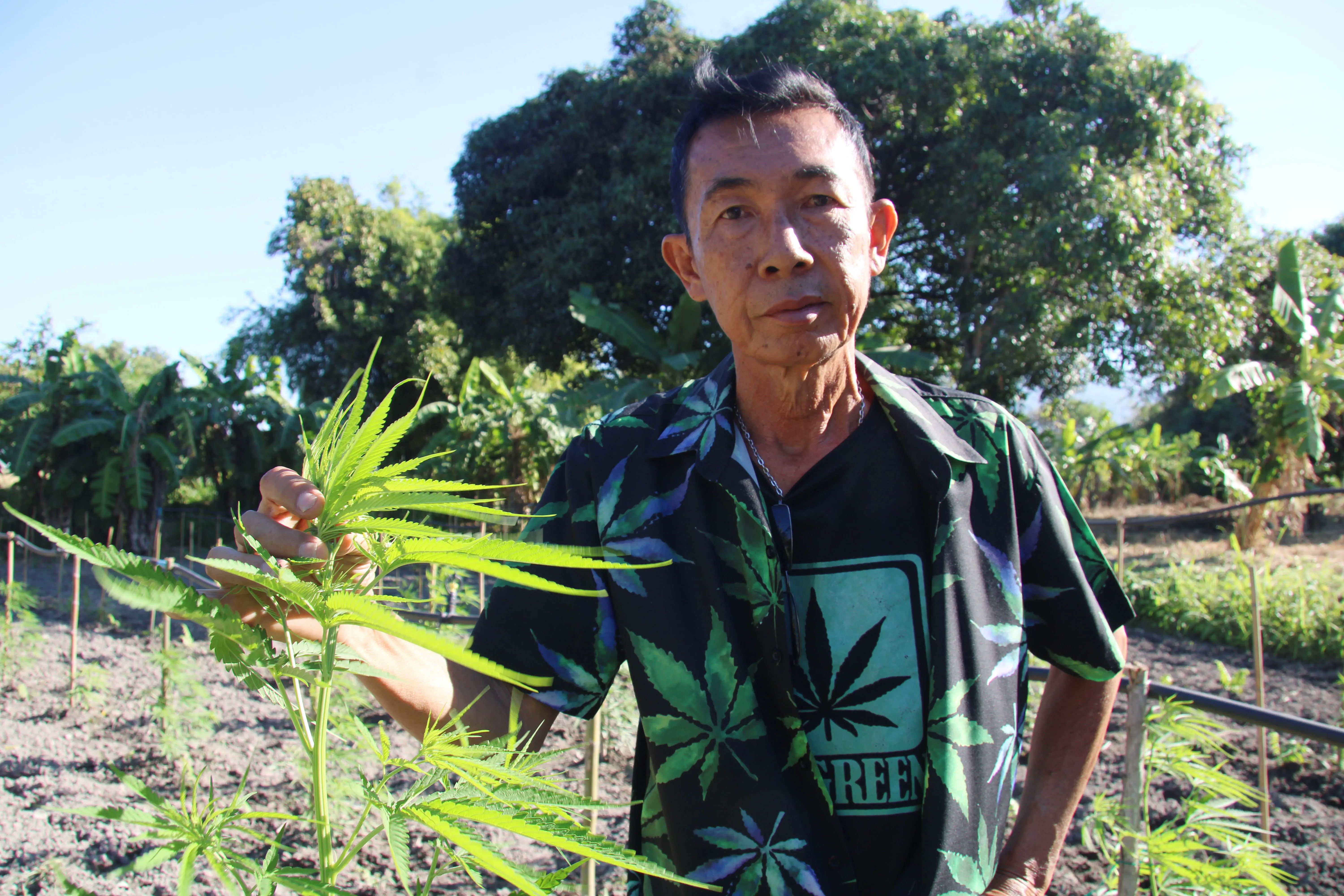 57 år gamle Suti Jeiwshaieng fikk tillatelse til å dyrke cannabis til medisinske formål selv før legalisering. Nå for tiden selger han hovedsakelig avlingen sin til cannabiskafeer og andre i marihuanaindustrien.